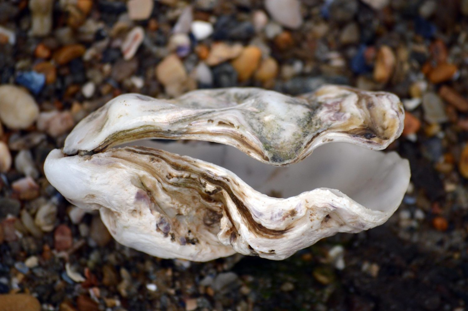 Coquille d'huitre