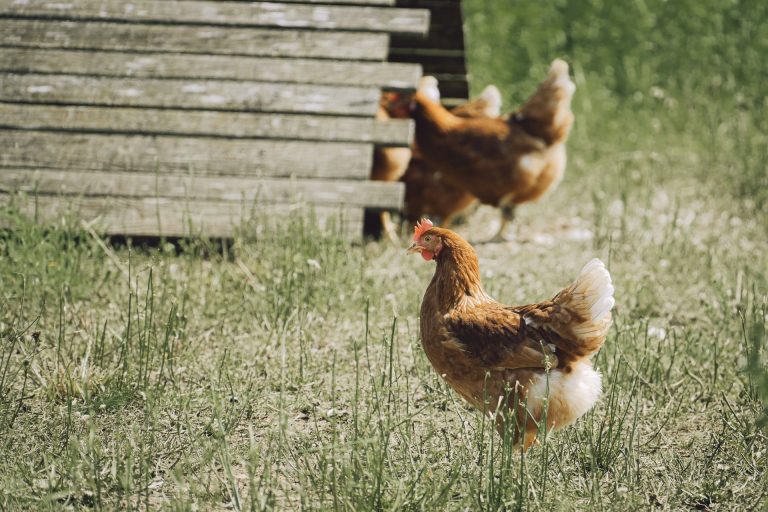 Parcours poule plein air