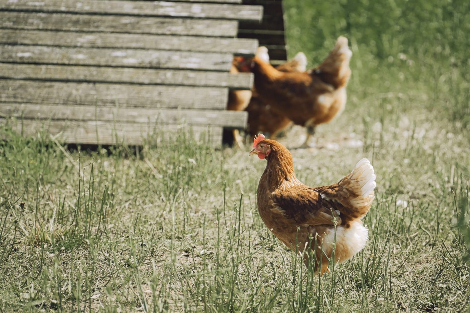Parcours poule plein air