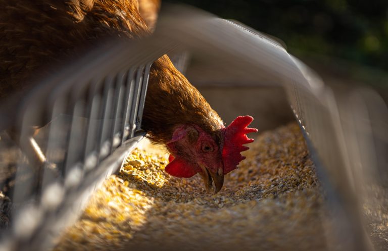 Aliment poule