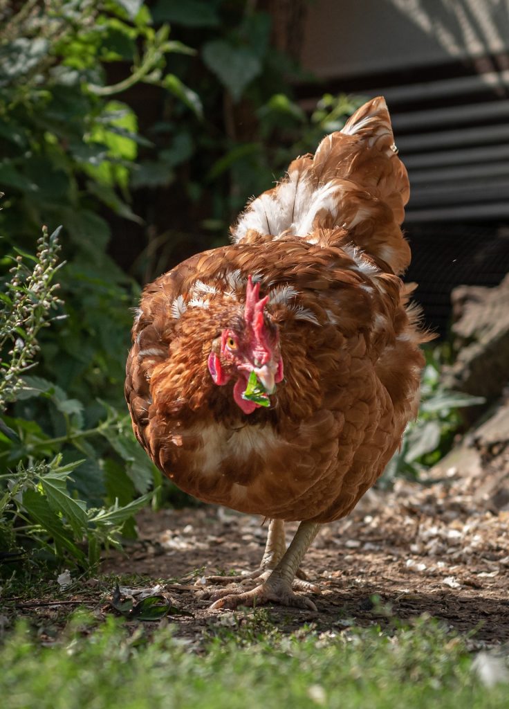 Poule rousse