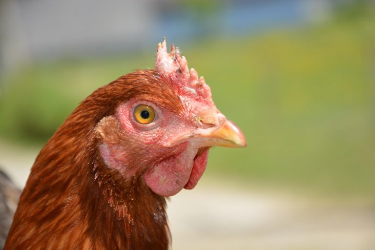 Poule pondeuse