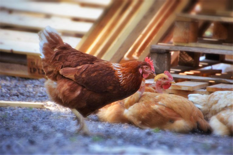 Poule pondeuse